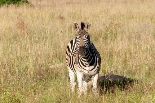 Free Peaceful wild zebra walking in high grass of meadow of savanna in sunny weather in daytime Stock Photo
