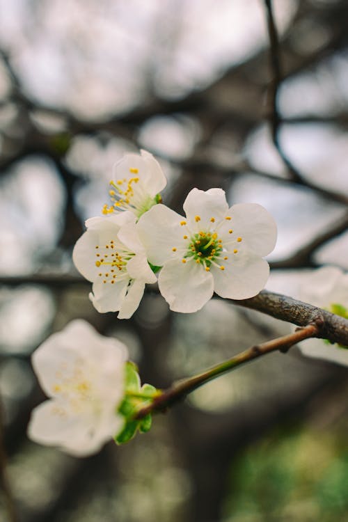 A Close-Up Shot of White Cherry Blossoms