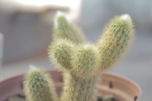 Free Soft focus close-up of a green prickly cactus in a pot, highlighting its spiky texture. Stock Photo