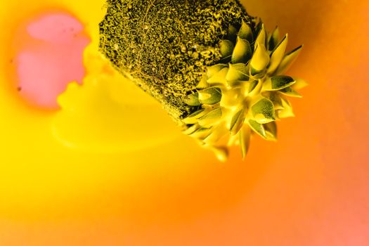Bright and artistic close-up of a spray-painted succulent plant on a colorful background.