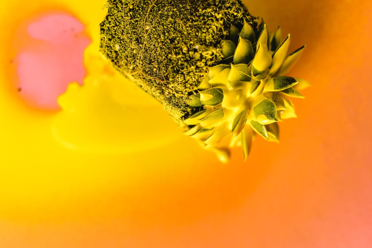bright and artistic close up of a spray painted succulent plant on a c