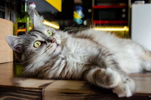 Close-Up Shot of a Domestic Long-Hair Cat Lying Down