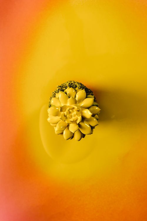 Free A striking top view of a succulent-style design on a vivid yellow and orange background, perfect for artistic spaces. Stock Photo