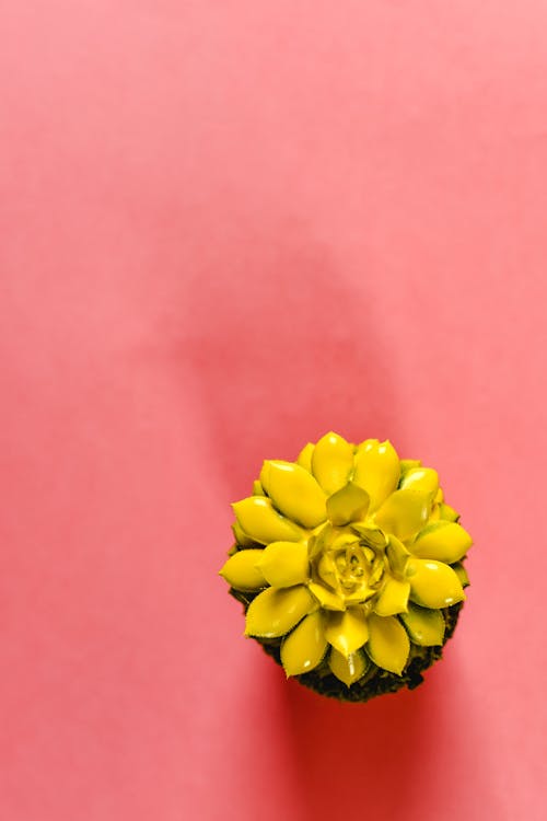 Kostenloses Stock Foto zu flatlay, flora, gelbe blume