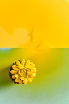 Yellow succulent plant on a gradient yellow and green background, offering a fresh and artistic top view.