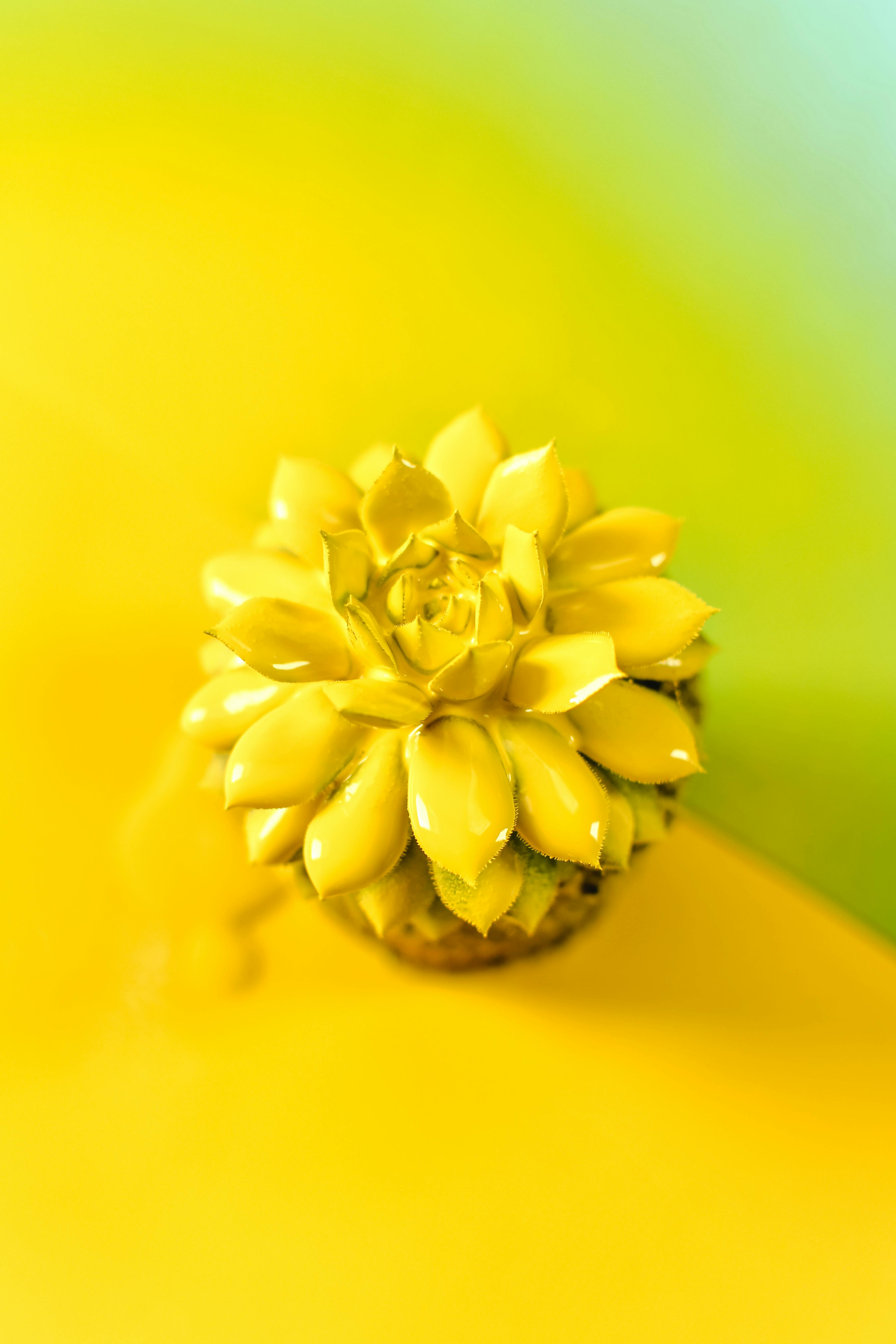 CloseUp Photo of Delicate Yellow Flowers in a Wine Glass · Free Stock