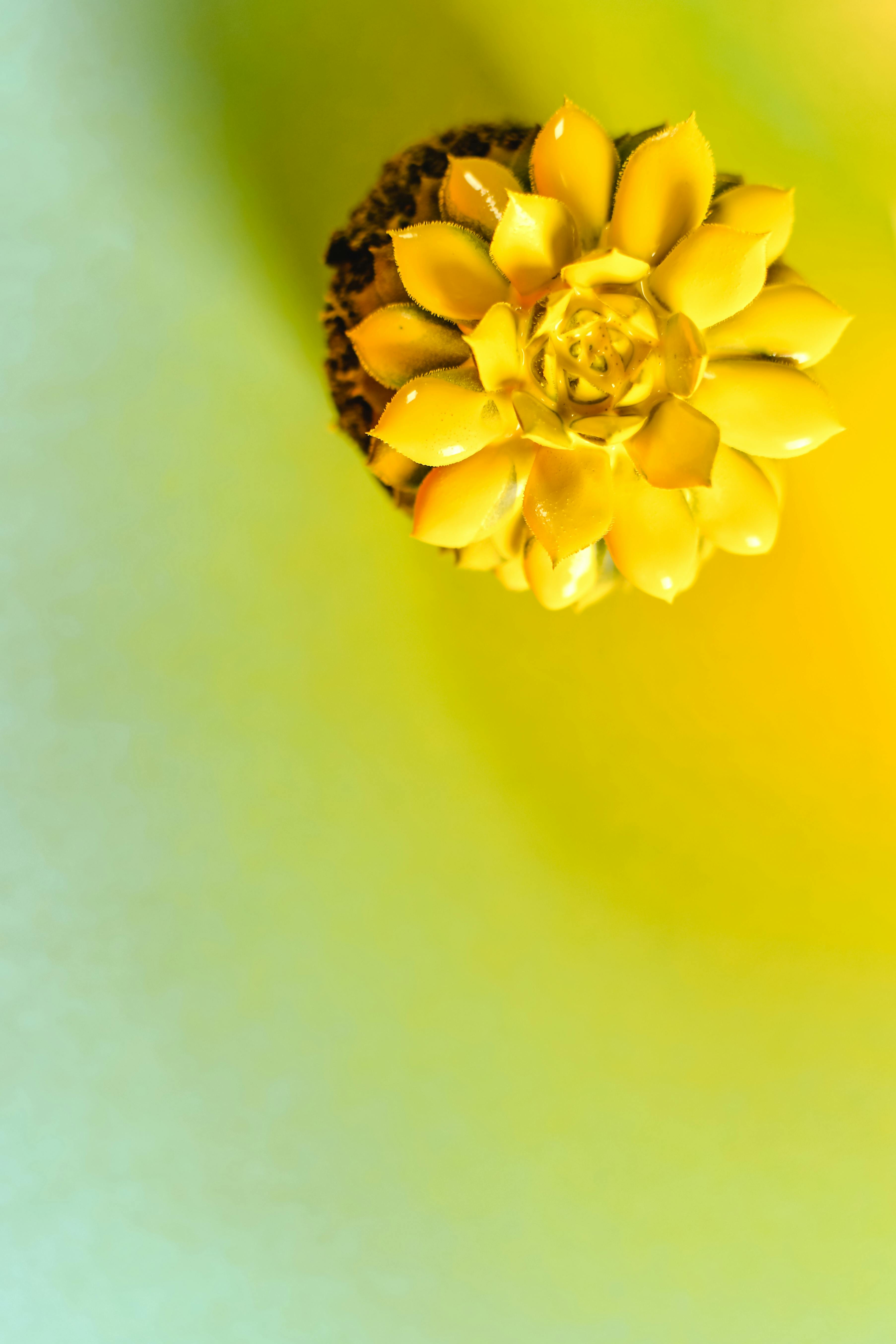 CloseUp Photo of Delicate Yellow Flowers in a Wine Glass · Free Stock