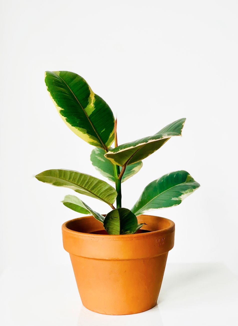 初心者におすすめの観葉植物の種類