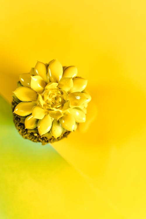 Close-Up Shot of a Yellow Flower on a Yellow Surface