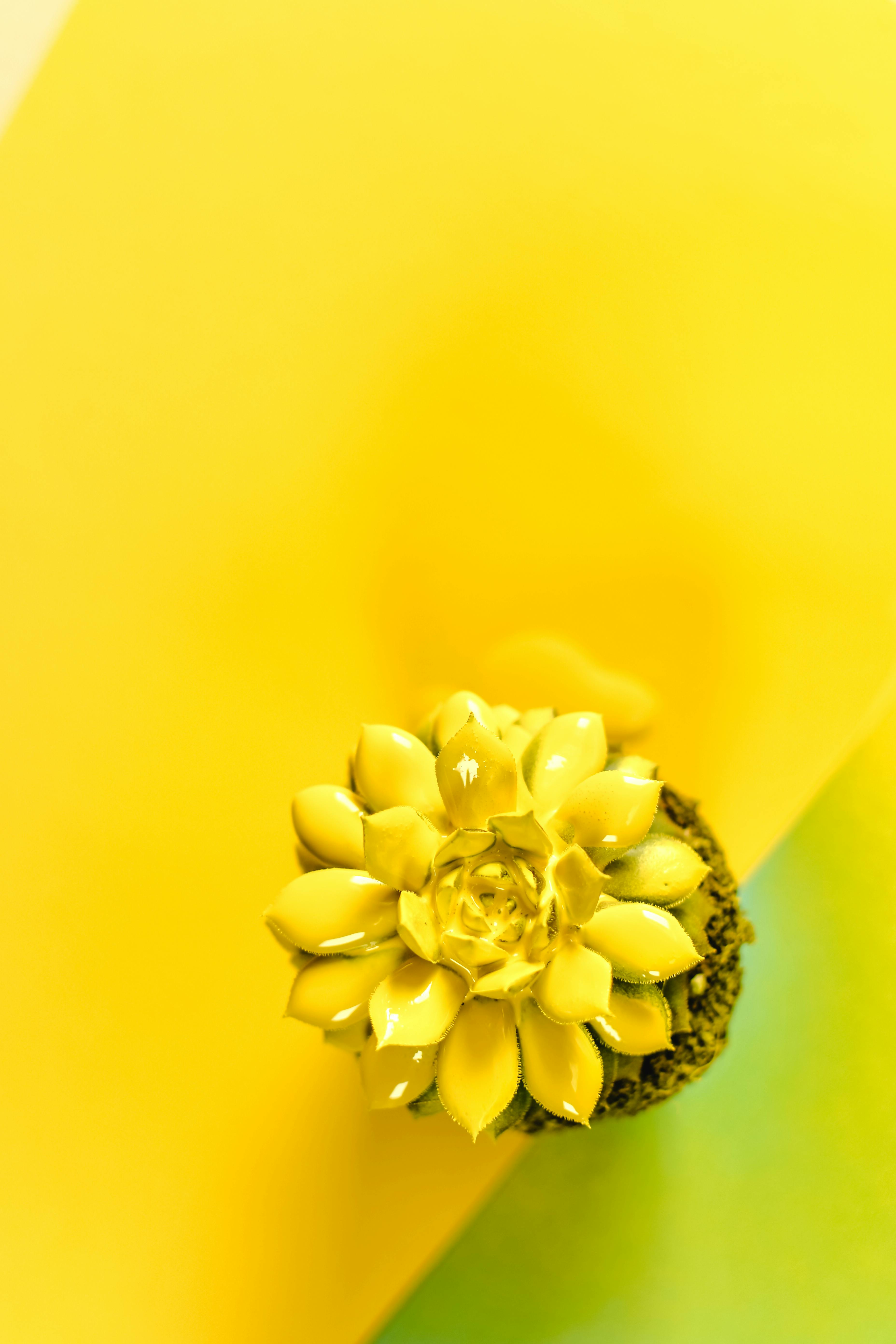 CloseUp Photo of Delicate Yellow Flowers in a Wine Glass · Free Stock