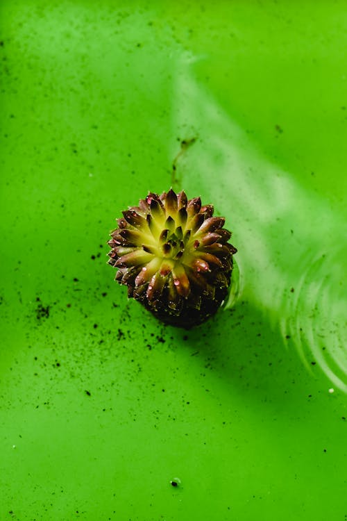 Darmowe zdjęcie z galerii z fotografia roślin, houseleek, liście