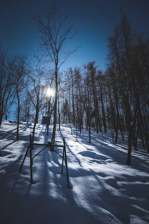 Leafless trees in winter forest