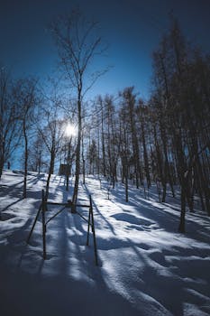 A scenic winter forest with leafless trees and sunlit snow creating dramatic shadows.