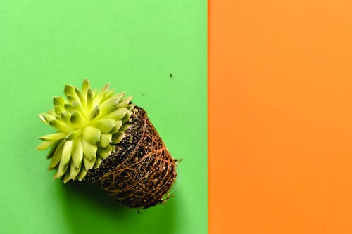 Green Succulent Plant on Green and Orange Surface