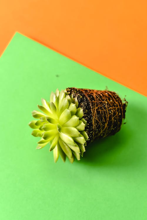 Darmowe zdjęcie z galerii z fotografia roślin, gleba, kolorowe tło