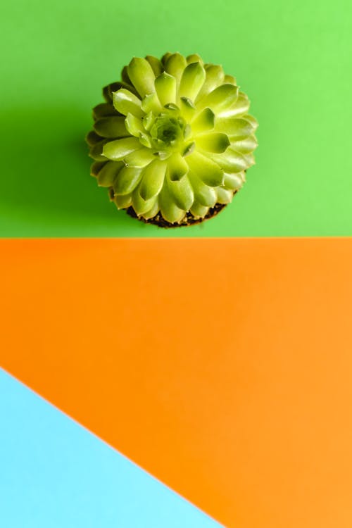 Free Green Succulent Plant on Orange and Yellow Surface Stock Photo