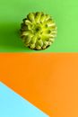 Green Succulent Plant on Orange and Yellow Surface