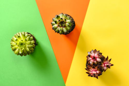 Overhead Shot of Plants on Colorful Surfaces