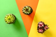 Green Succulent Plant on Pink and Yellow Surface