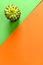Green Flower on Orange Table