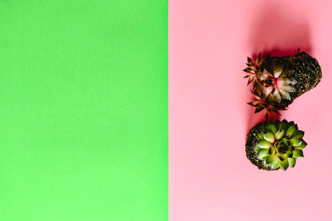 minimalist top view of two succulents on a vibrant green and pink back