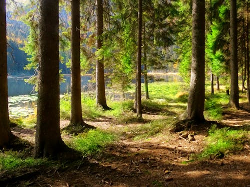 Immagine gratuita di acqua, alberi, boschetto
