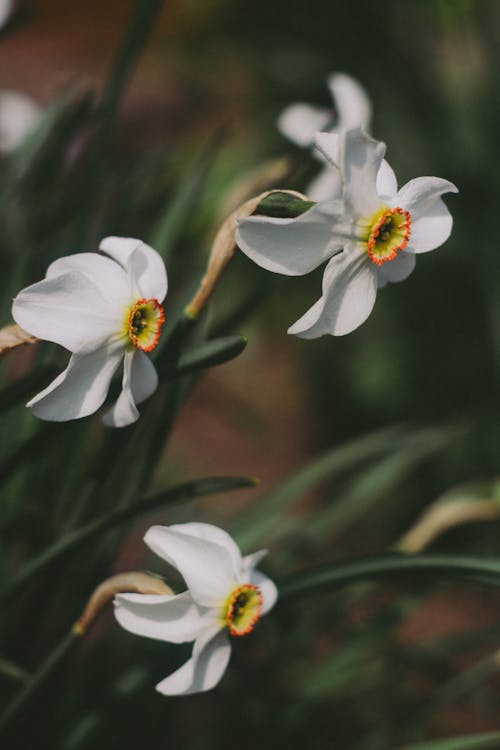 무료 꽃, 꽃잎, 수선화의 무료 스톡 사진