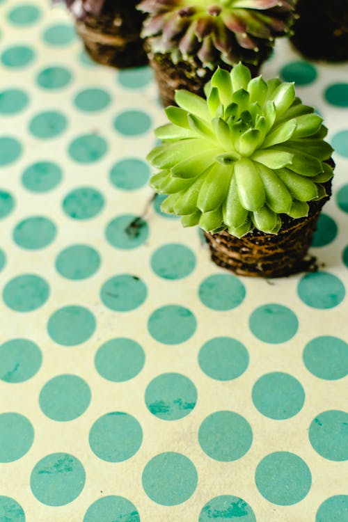 Green Succulent Plant on Green and White Polka Dots Surface