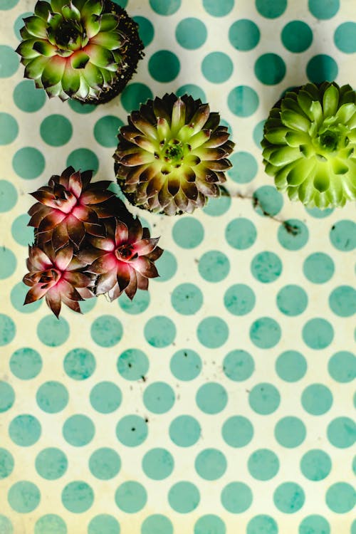 Succulent Plants on Green and White Polka Dots Surface