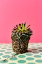 Brown and Green Succulent Plant on Pink Background