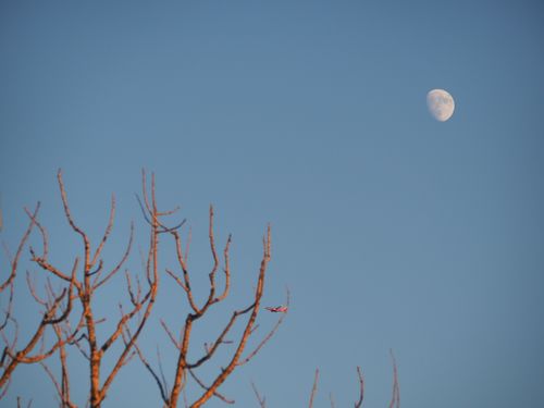 Free stock photo of colours, fullmoon, landscape Stock Photo