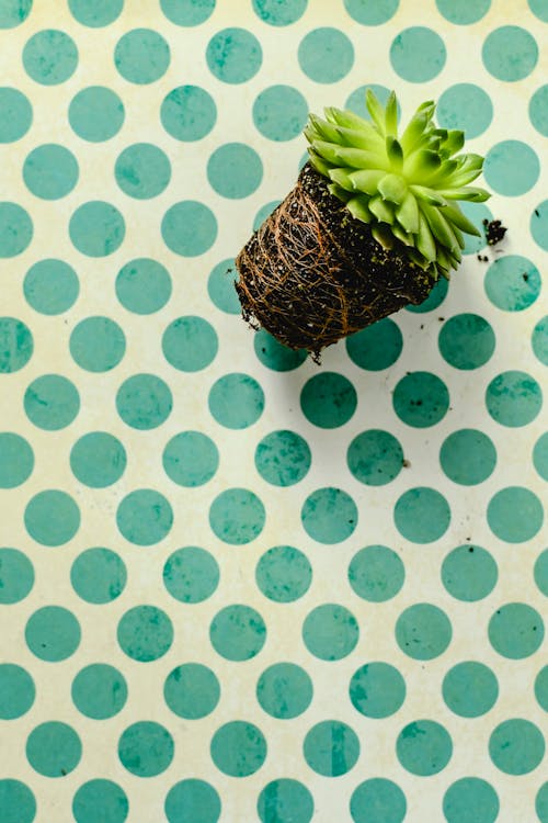 Overhead Shot of a Succulent Plant