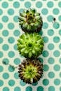 Green and Brown Fruit on White and Blue Polka Dot Textile