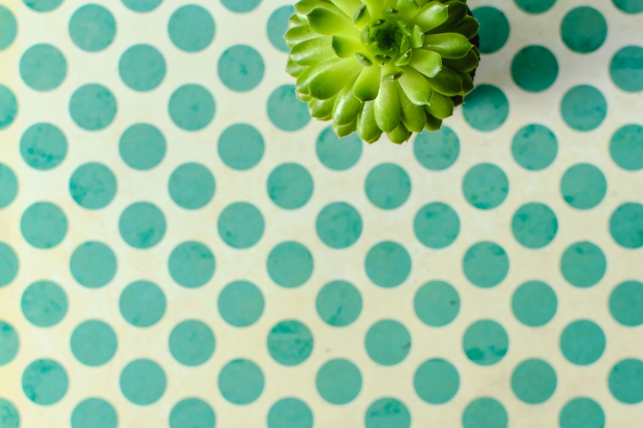 top view of a succulent plant on a teal polka dot background offering