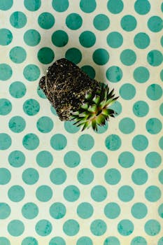 An echeveria succulent with soil on a turquoise polka dot surface, perfect for wallpapers.