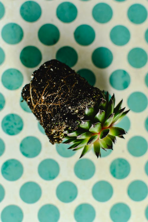 Free Overhead Shot of a Succulent Plant Stock Photo