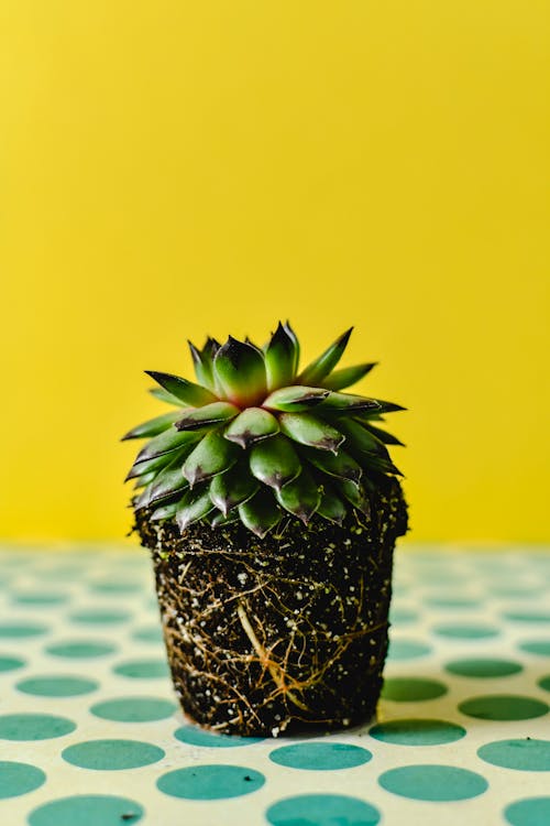 Free A Succulent Plant with a Yellow Background Stock Photo