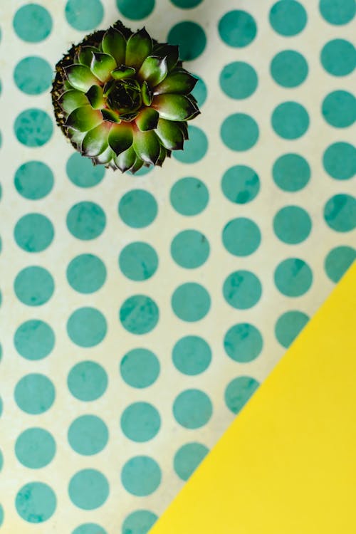 Overhead Shot of a Succulent Plant