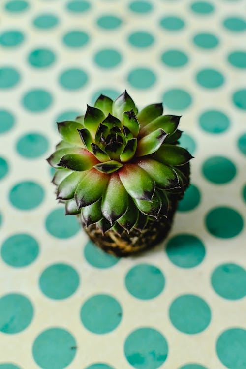 Free Close-up of a Succulent Plant Stock Photo