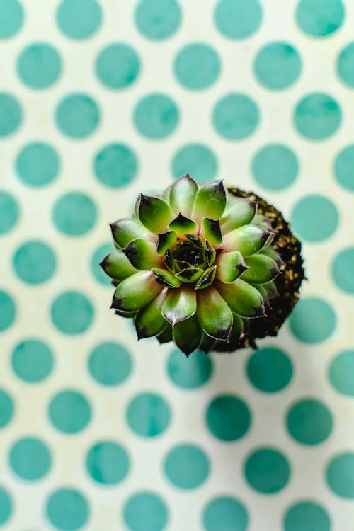 Free Overhead Shot of a Succulent Plant Stock Photo