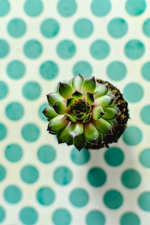 Foto profissional grátis de echeveria, fechar-se, fundo de bolinhas