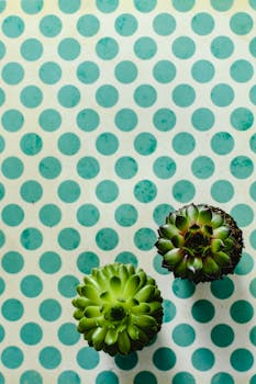 A vibrant still-life shot of succulents on a teal polka dot backdrop, ideal for nature and design enthusiasts.