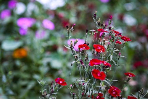 Blooming Red Flowers in the Garden