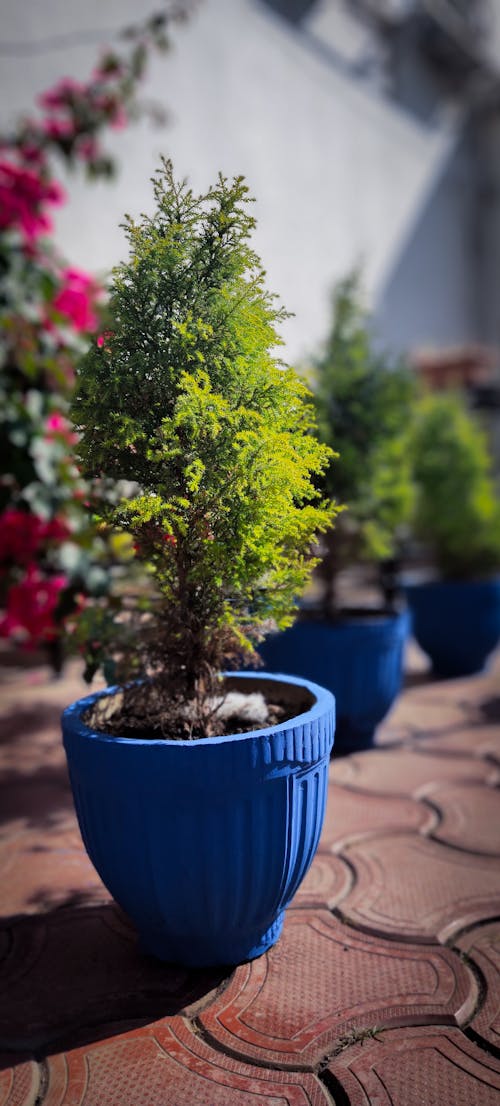 Gratis stockfoto met kleine boom, prachtige natuur