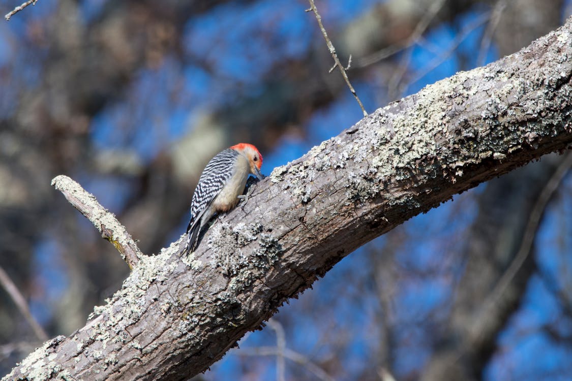 Free stock photo of red bellied woodpecker Stock Photo