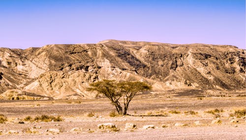 A Single Tree in the Desert on the Background of Mountains 