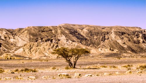 Free Scenic desert landscape with a lone acacia tree under a clear blue sky. Stock Photo
