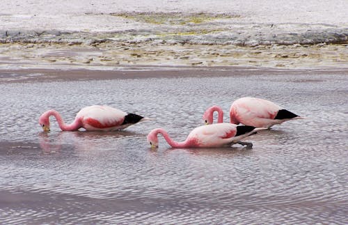 動物の写真, 野生動物, 鳥類の無料の写真素材