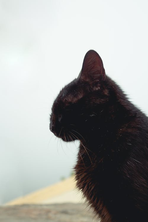 Photos gratuites de animal, chat, chat noir