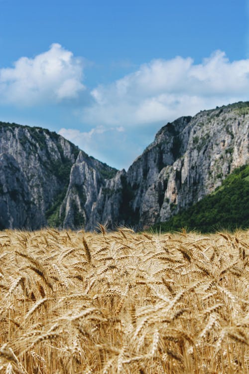 Plantation of Wheat Field near Rocky Mountains 